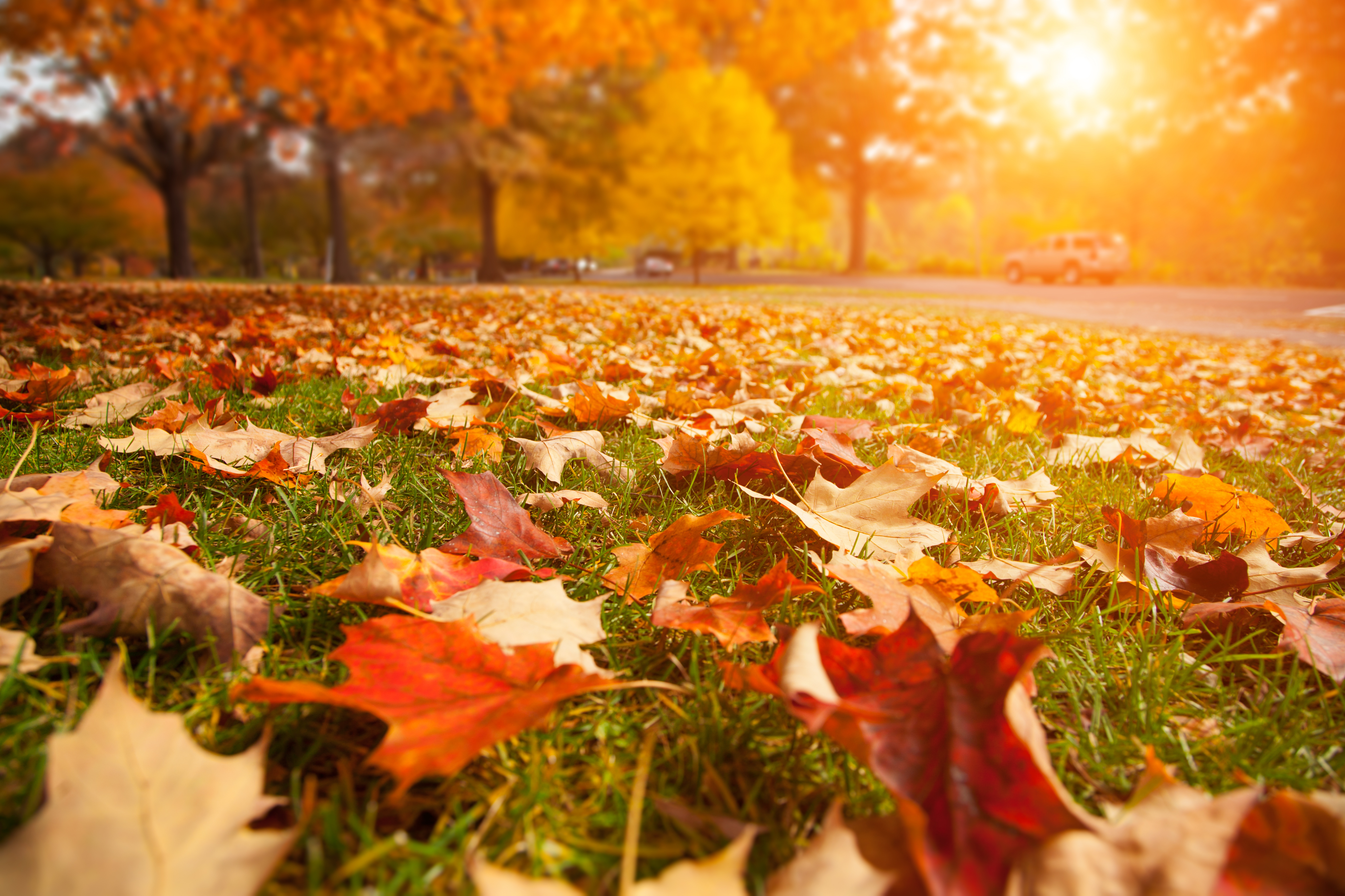 Changing leaves for fall on grass during golden hour. 